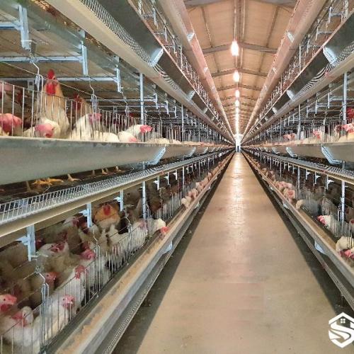 Layer Parent Stock Cage System for Breeder Farms - SHEWUYOU Livestock Equipment