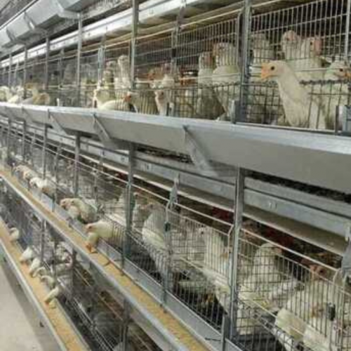 Pullet Rearing Cage Inspection Trolley - SHEWUYOU Livestock Equipment