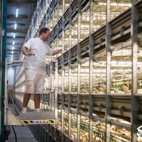 Breeder Cage Inspection Trolley for Poultry Farms - SHEWUYOU Livestock Equipment