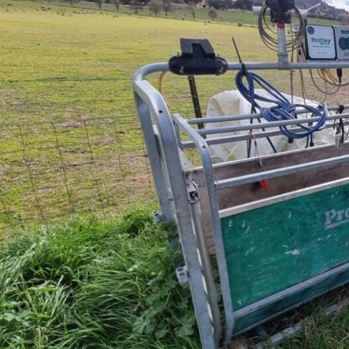 EID Automatic Sheep Sorting Gate - SHEWUYOU Livestock Equipment