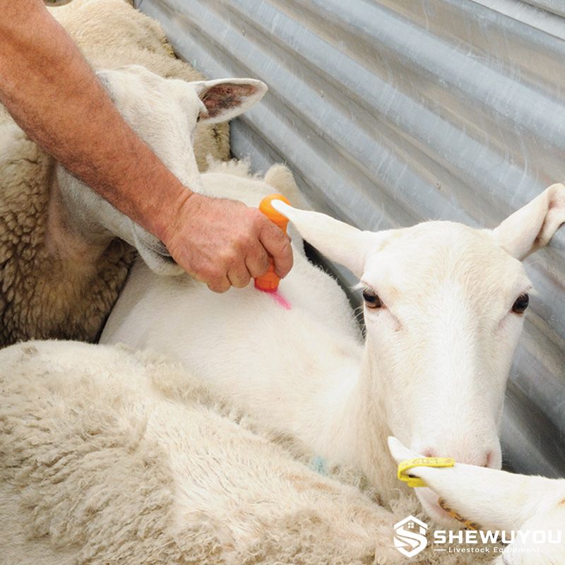 Sheep Temporary Marking During Farm Management