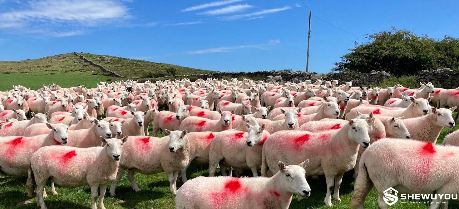 Marked Sheep for Flock Identification and Sorting