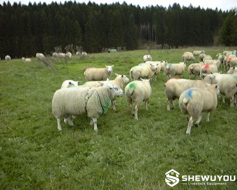 Ewes Marked with Ram Breeding Crayons