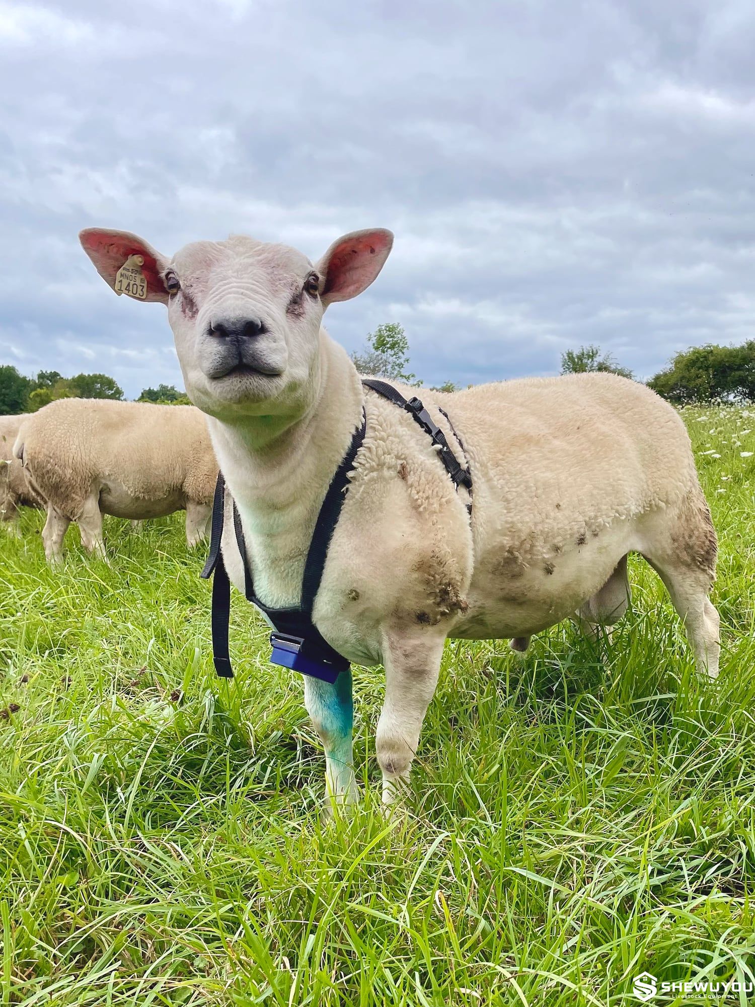 Breeding Ram Crayon with Nylon Marking Harness