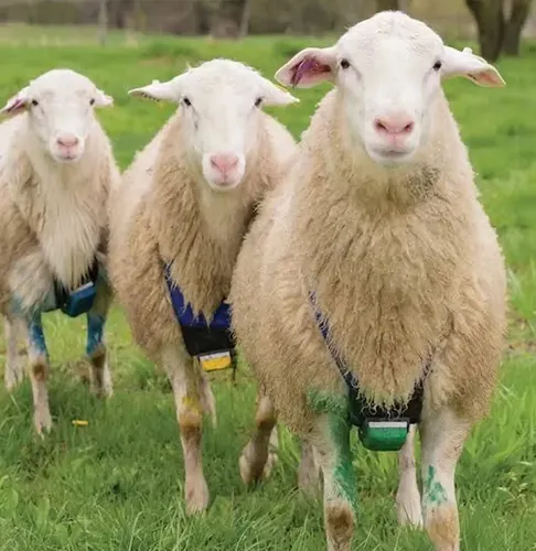 Ram Wearing Breeding Marking Harness with Crayon