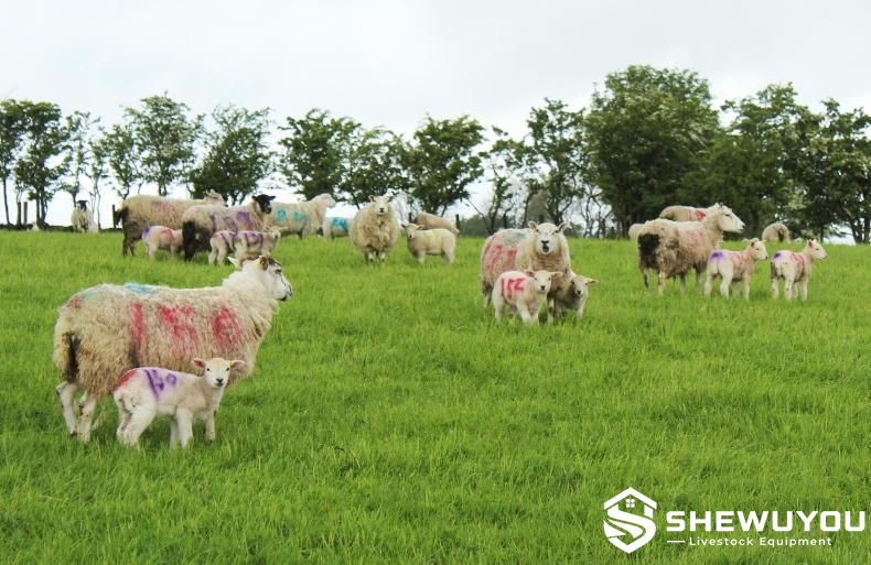 Color Marked Sheep Flock in Pasture