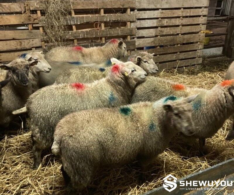 Sheep Identified with Colored Livestock Marking Spray