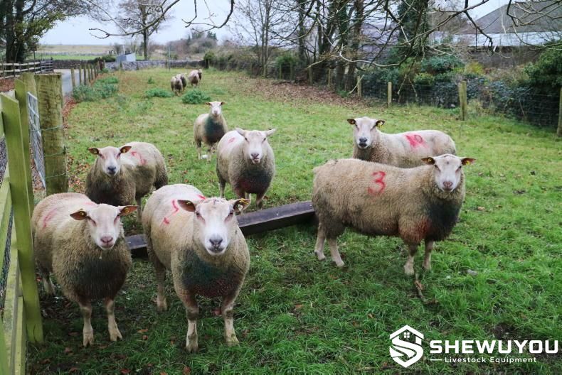 Sheep Marking Dye for Flock Identification