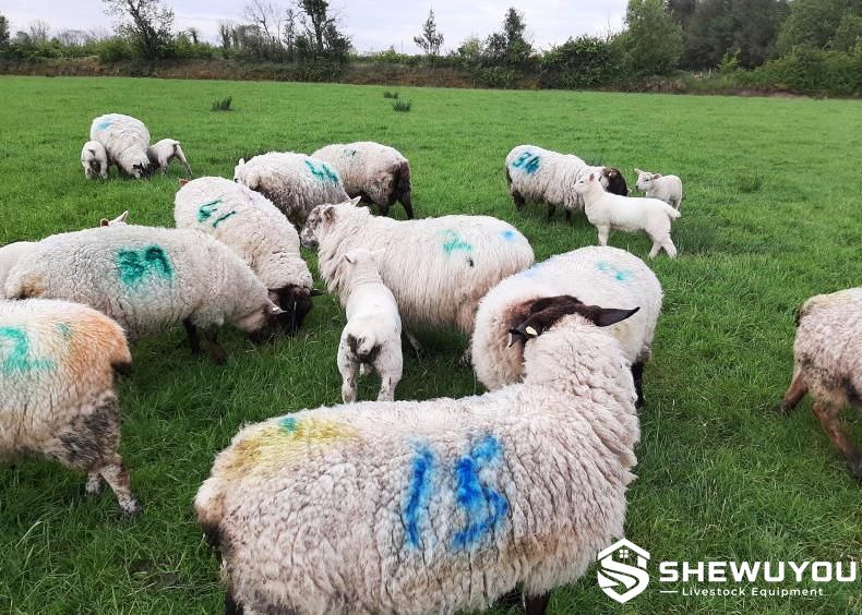 Sheep Flock Marked with Livestock Identification Dye