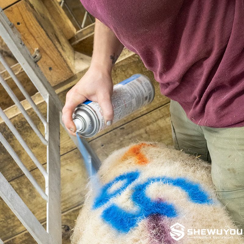 Blue Sheep Marking Dye Applied to Wool