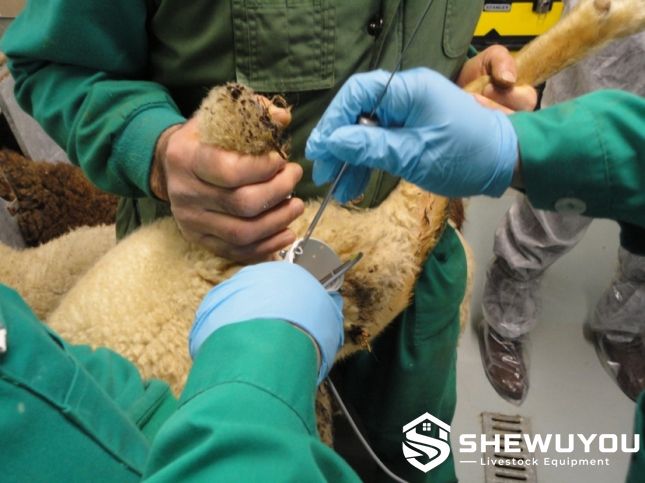 Sheep Artificial Insemination Procedure with Vaginal Speculum