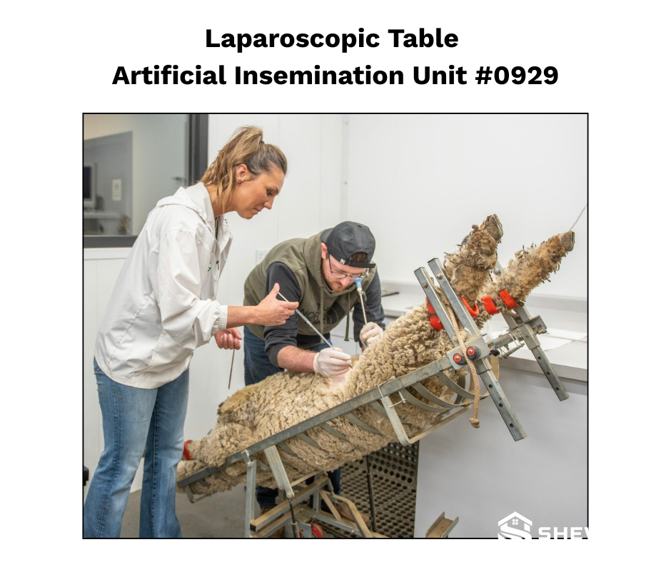 sheep laparoscopic AI cradle