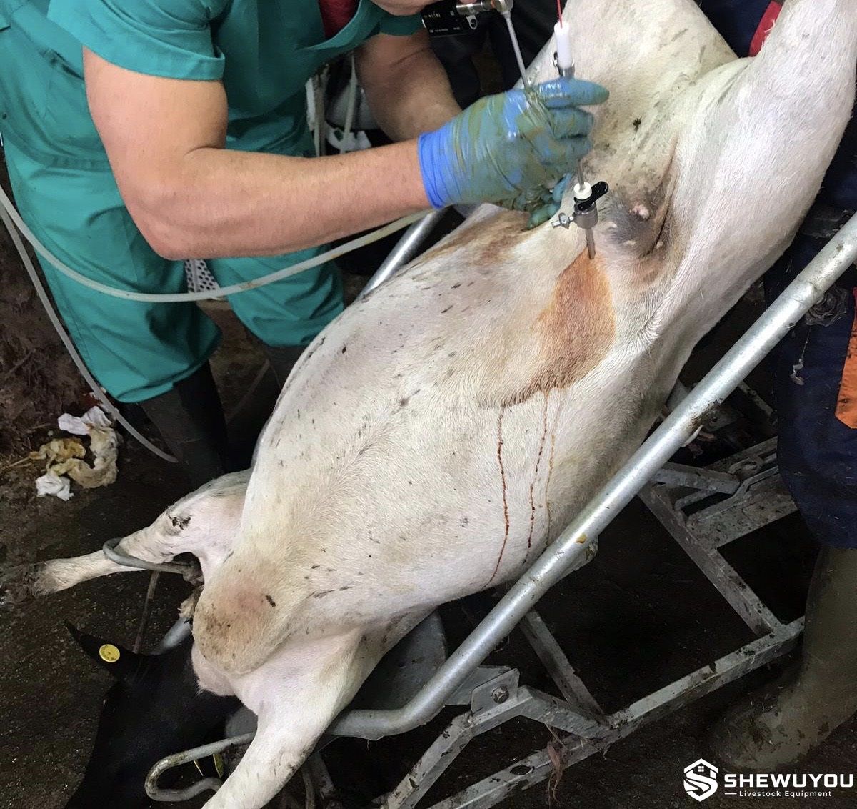 sheep laparoscopic artificial insemination cradle