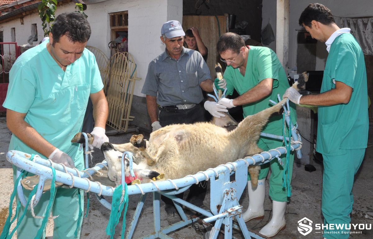 sheep laparoscopic AI restraint equipment