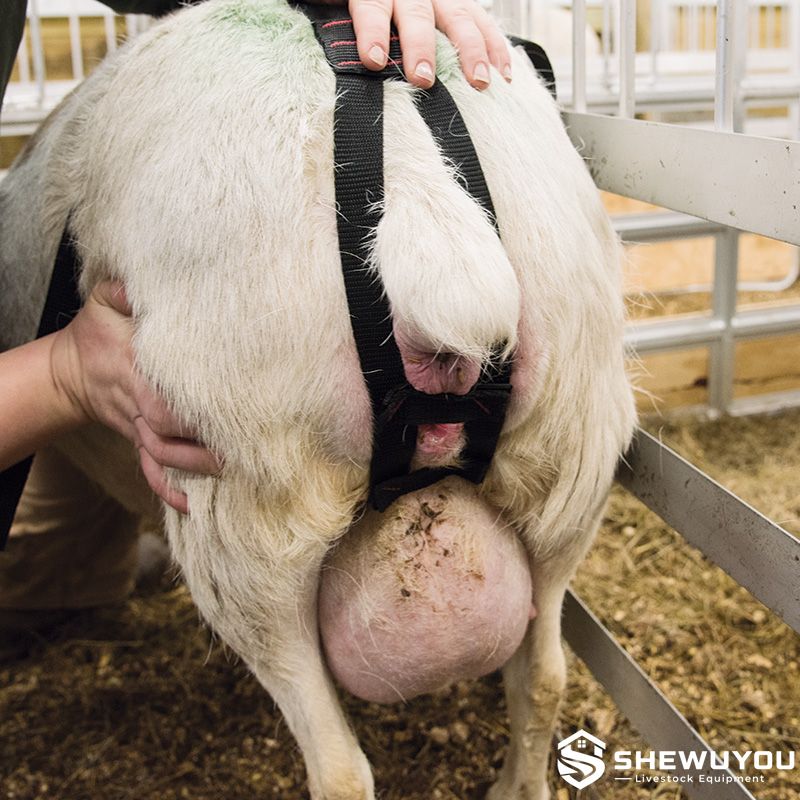 Ewe Prolapse Harness Rear Support Structure