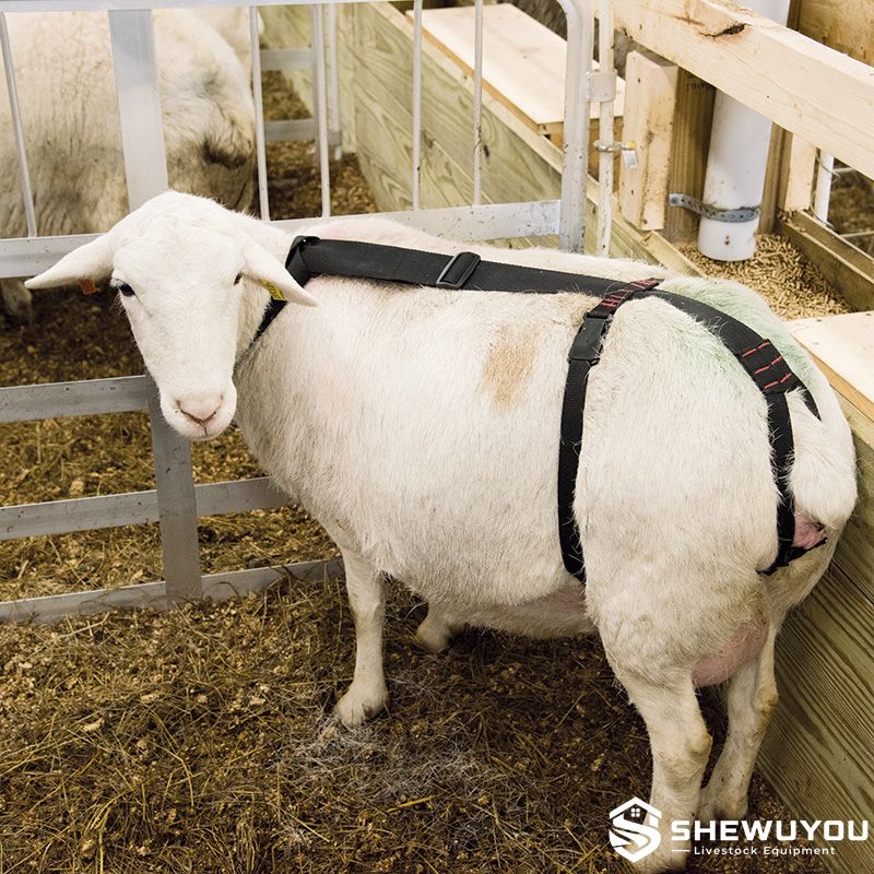 Ewe Wearing Prolapse Harness in Lambing Pen
