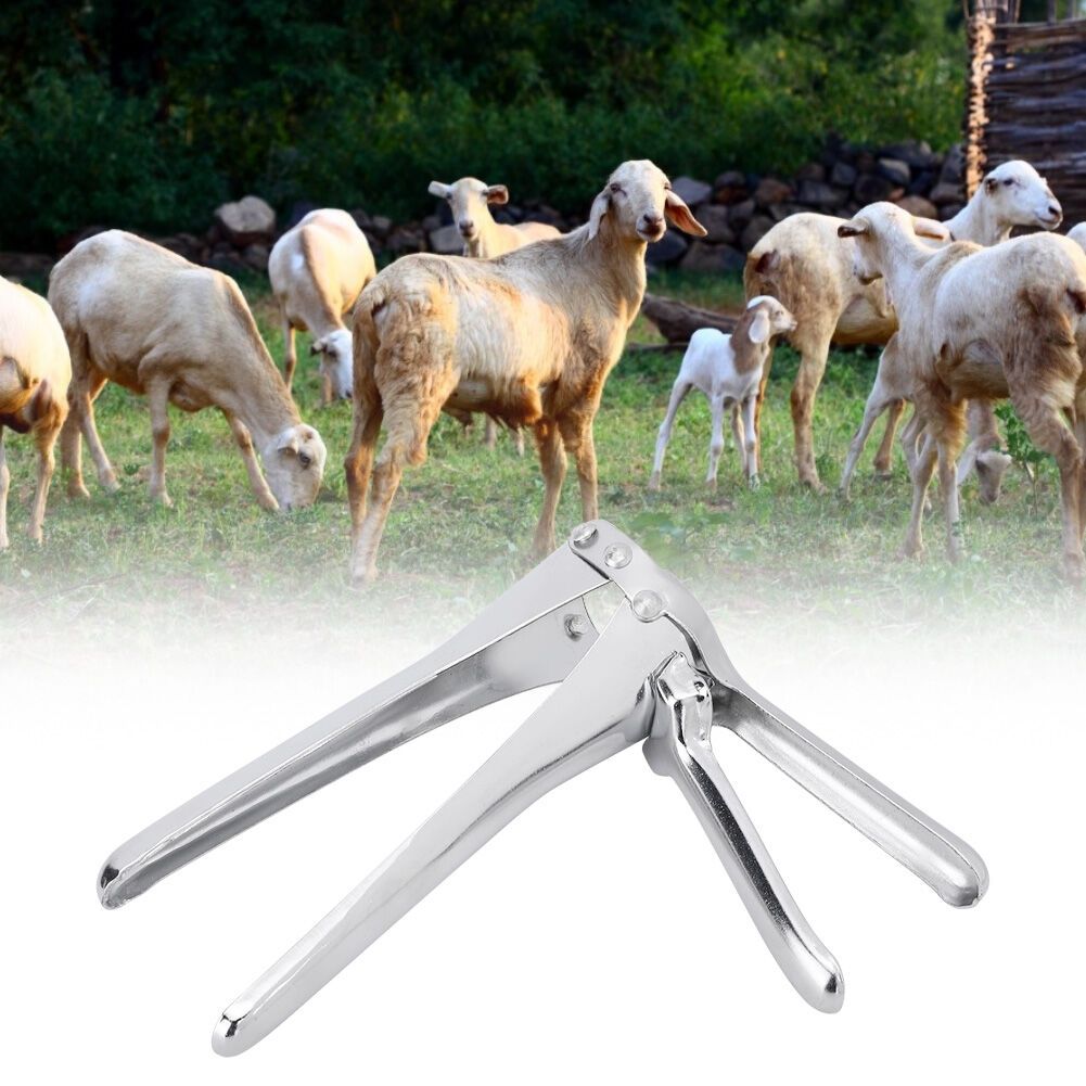 Sheep and Goat Vaginal Speculum