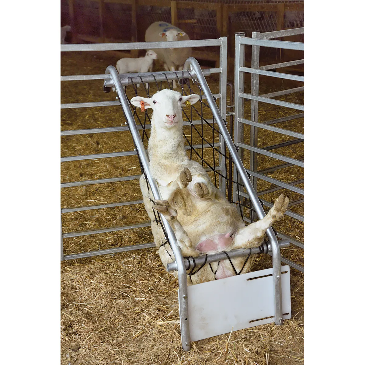 Sheep Restraining Equipment for Farm Use