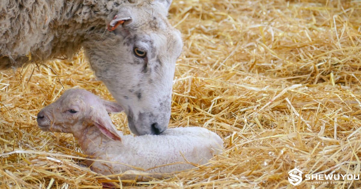 Ewe and Lamb Post-Lambing Care