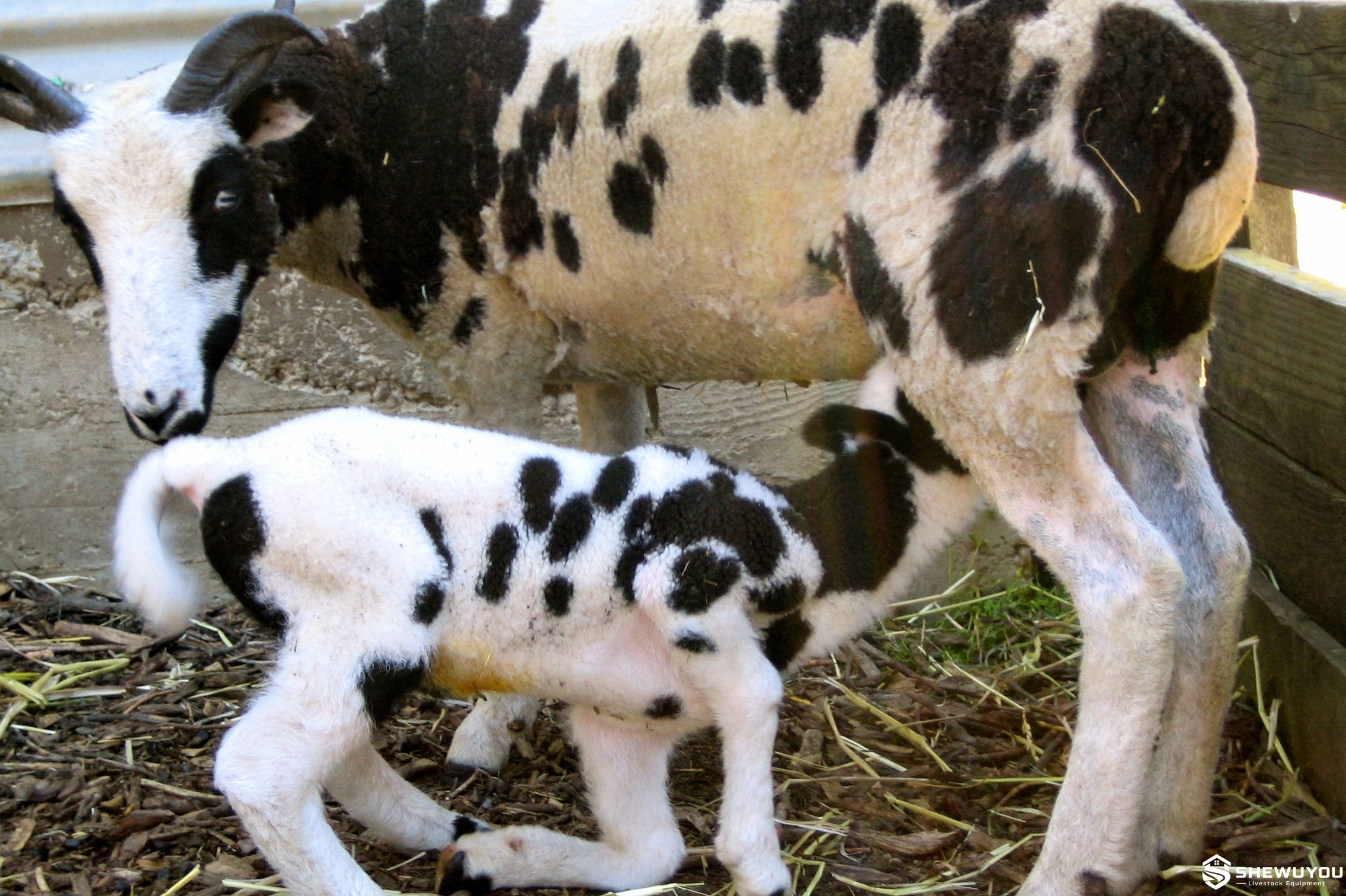 Ewe Nursing Foster Lamb