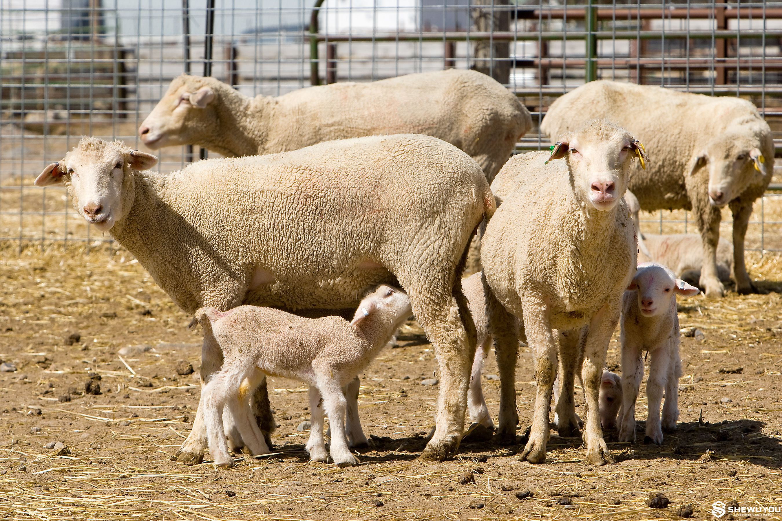 Sheep Lamb Adoption and Nursing Management