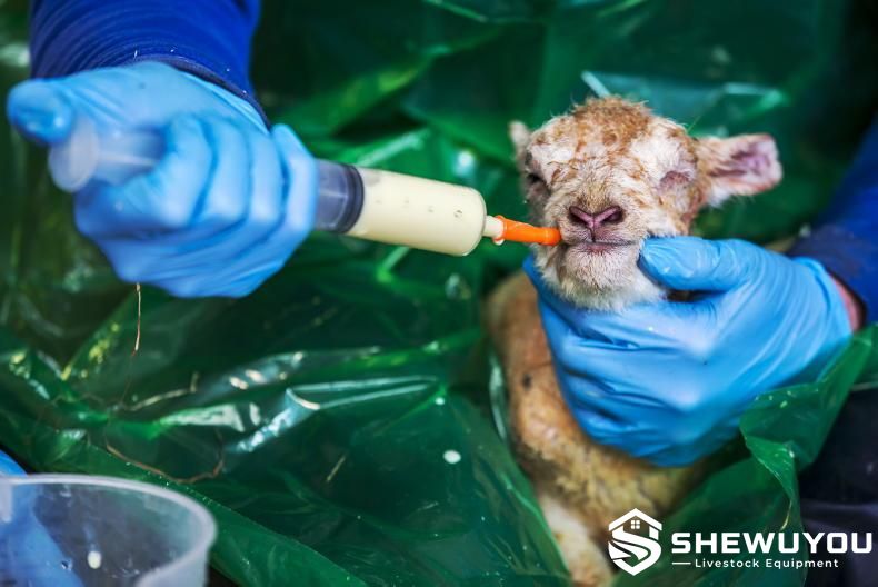 newborn lamb colostrum supplement