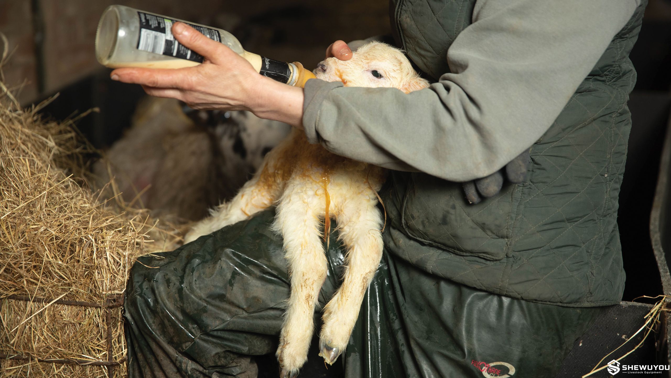 newborn lamb colostrum feeding