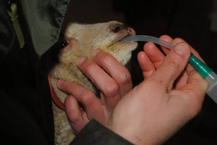 newborn lamb tube feeding