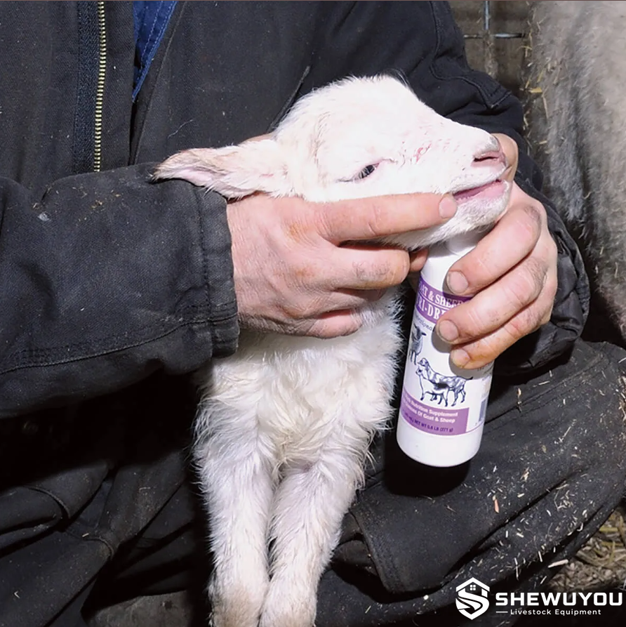 newborn lamb oral supplement feeding