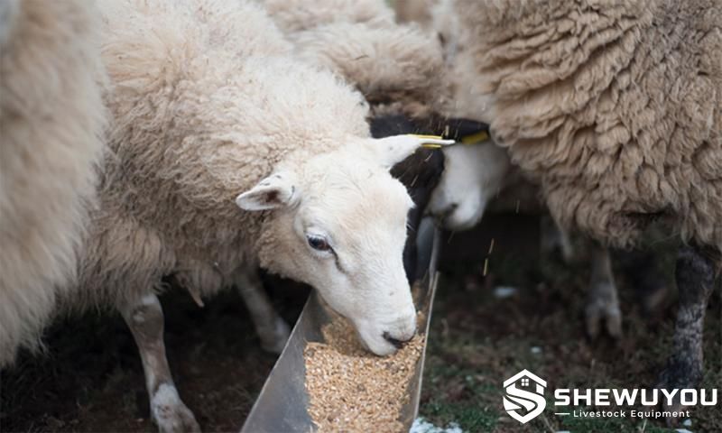 Ewe Nutritional Management After Lambing