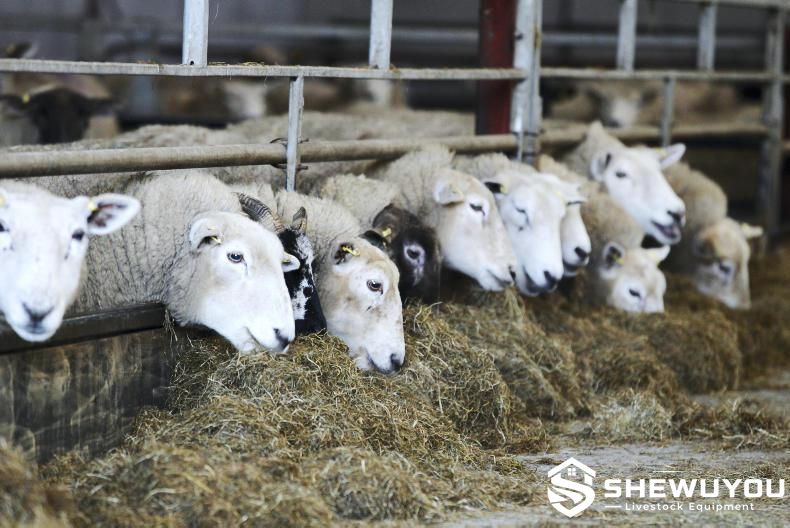 Commercial Sheep Feeding and Ewe Care