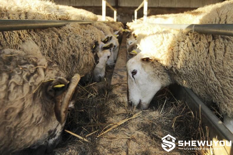 Sheep Farm Post-Lambing Nutrition Management
