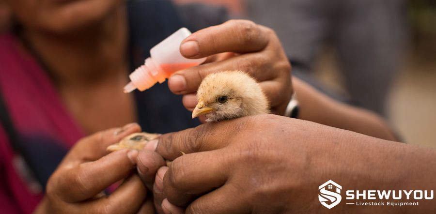 day old chick ocular vaccine application