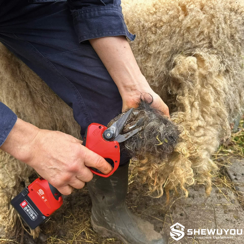 Battery Powered Sheep Hoof Trimming in Farm Use