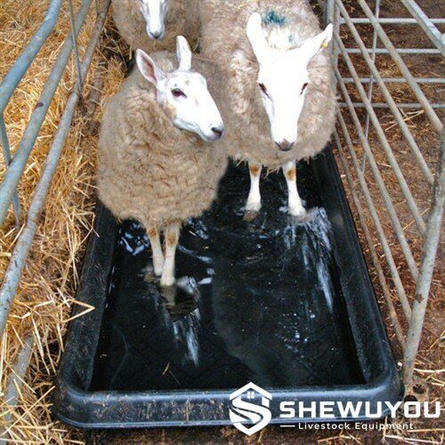 Sheep Footbath Installed in Livestock Handling Race