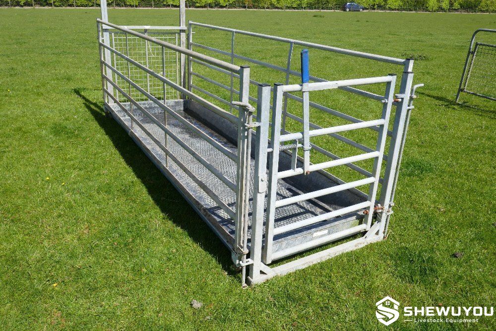 Sheep Footbath Race with Control Gates