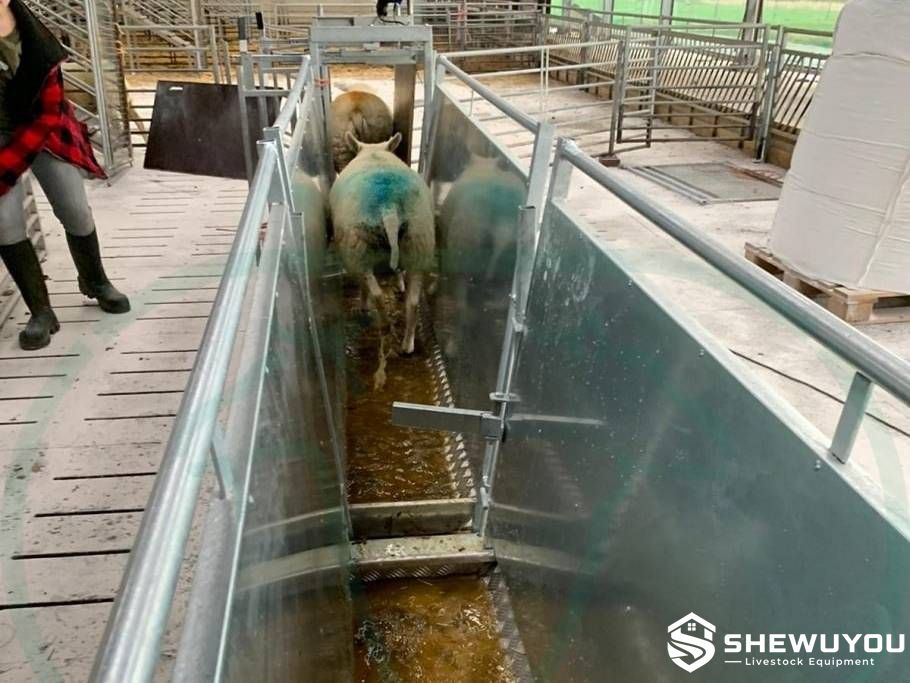 Sheep Walking Through Footbath Treatment System