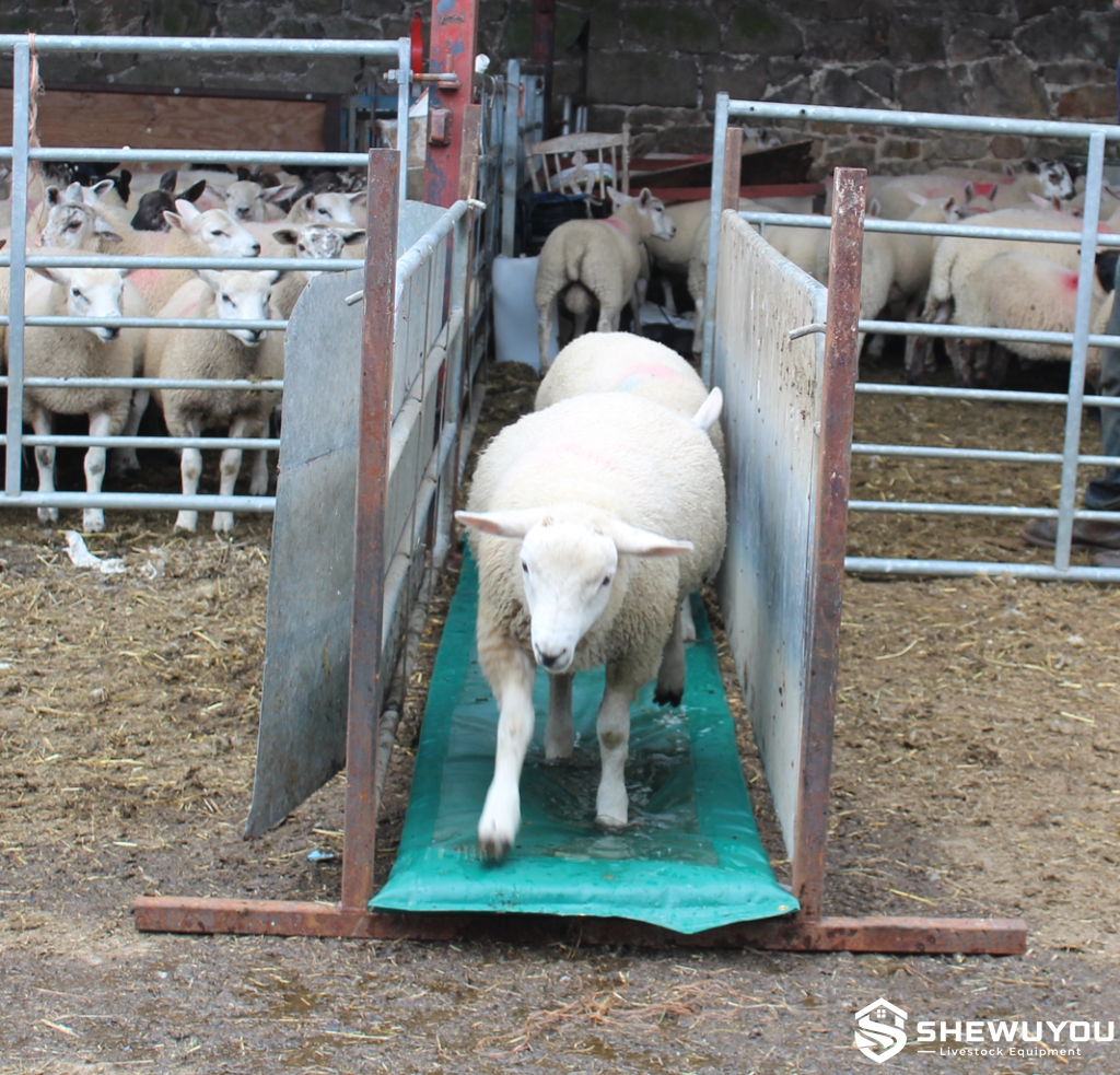 Sheep Footbath Foam System in Livestock Handling Race