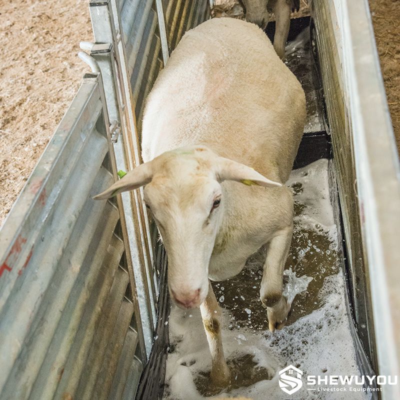 Sheep Footbath for Livestock Handling Race