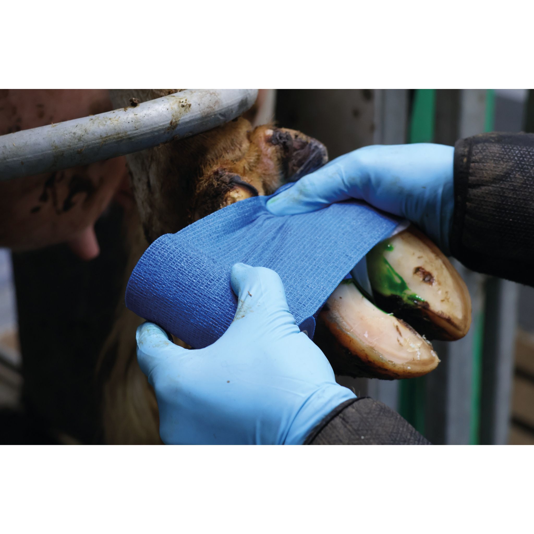 Self-Adhesive Hoof Bandage Applied During Livestock Hoof Treatment
