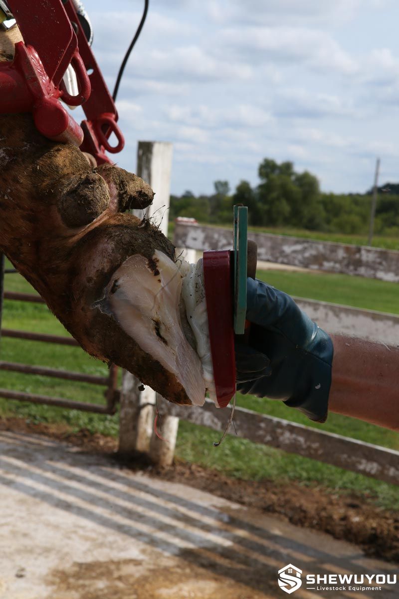 Professional Cattle Hoof Block Treatment