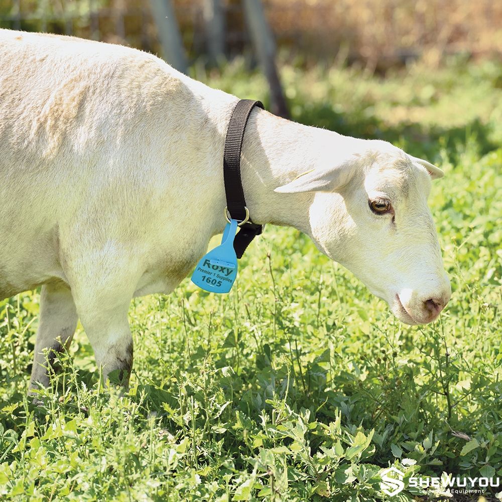 Sheep Wearing Identification Neck Tag