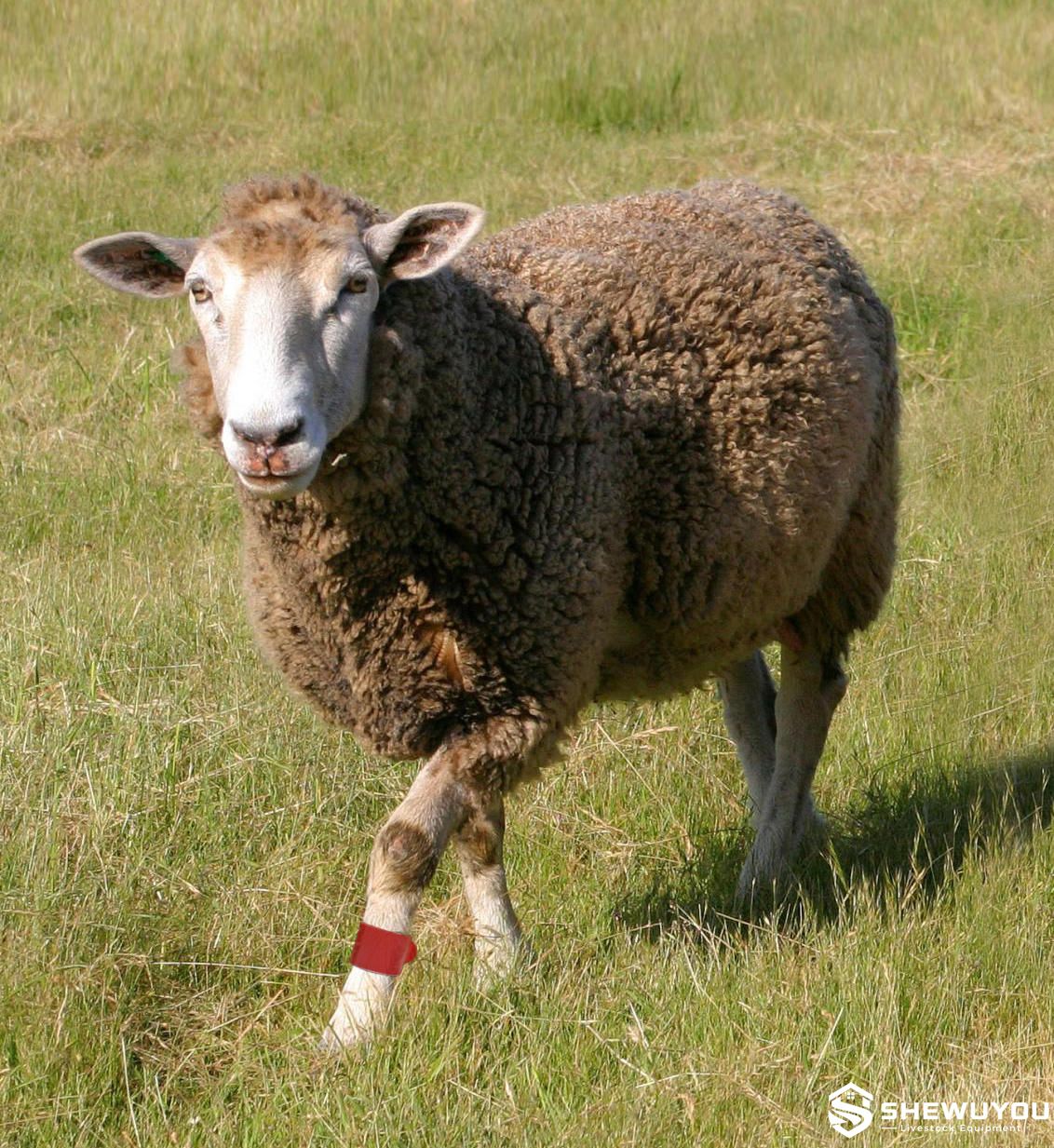 Sheep Identification Fetlock Band