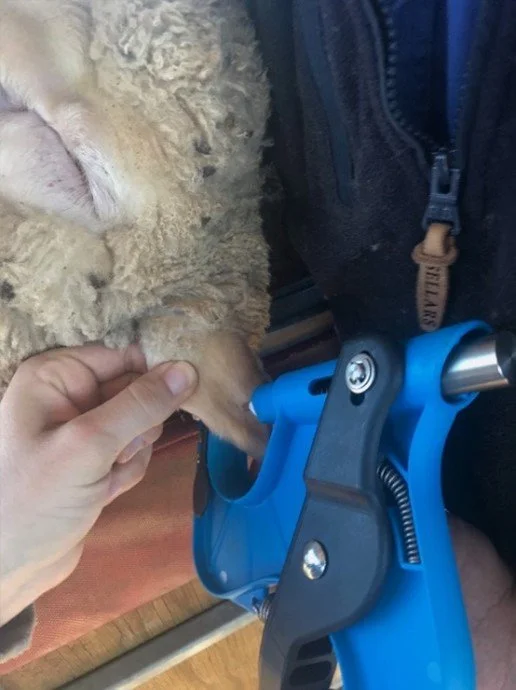 Sheep Tissue Sampling Ear Tag - SHEWUYOU Livestock Equipment