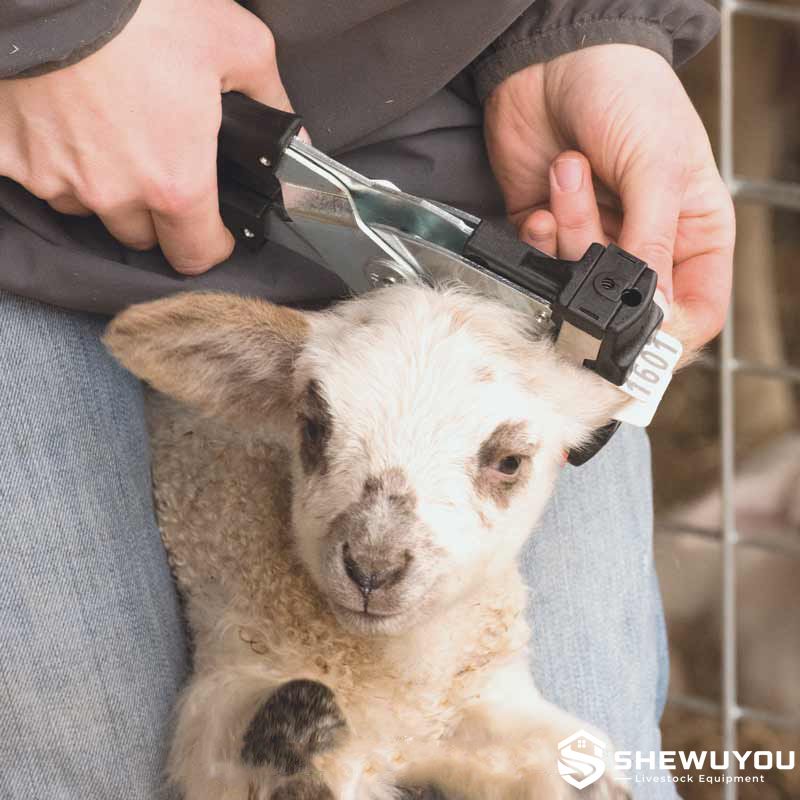 Sheep Tissue Sampling and Livestock Identification