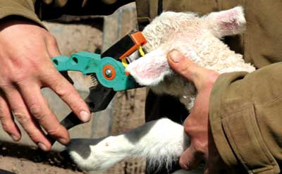 One-Piece Electronic Sheep Ear Tag Application