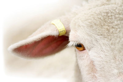 Sheep Ear Tag Installed for Livestock Identification