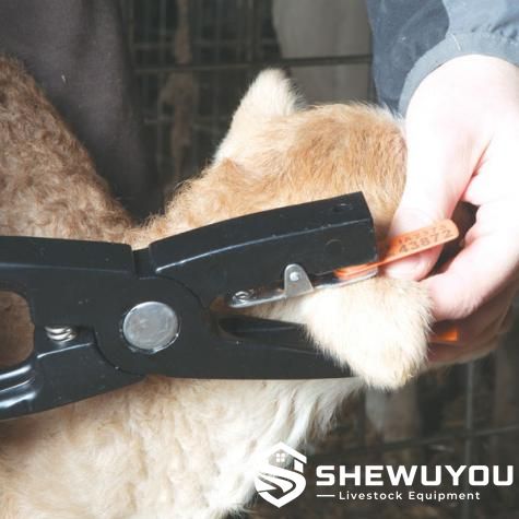 livestock sheep ear tag applicator in use