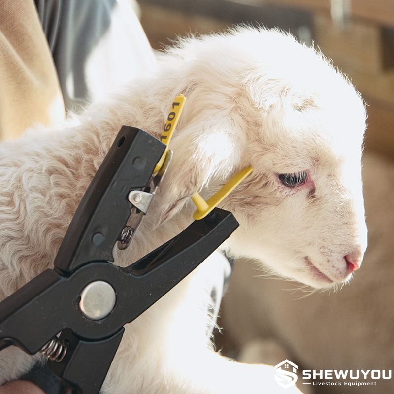 Sheep Ear Tag Applicator in Use