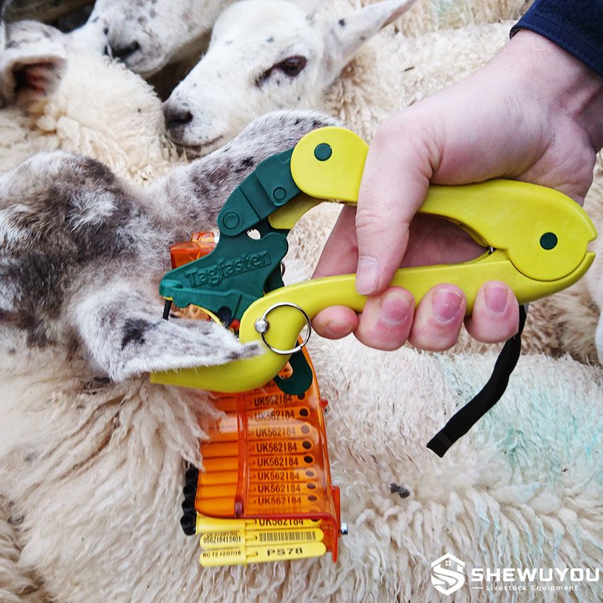 Automatic Sheep Ear Tag Application